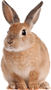category