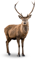 category